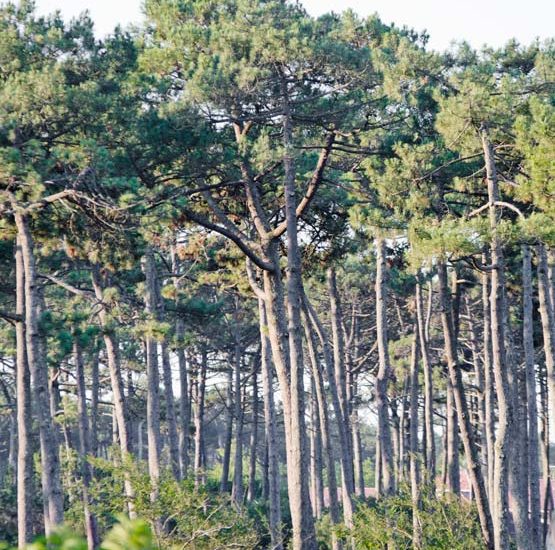 Camping forêt Landes