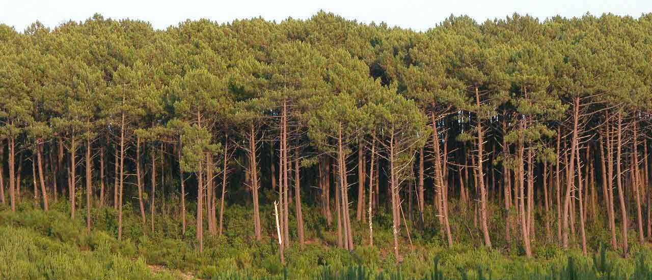 découvrir la forêt des Landes