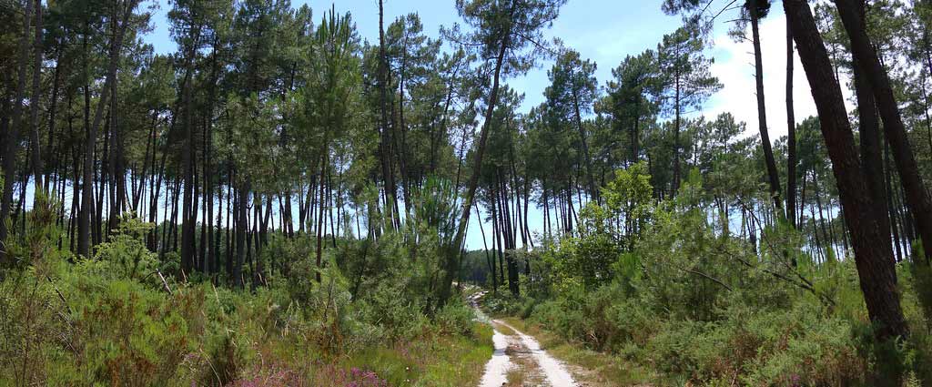 la foret des landes