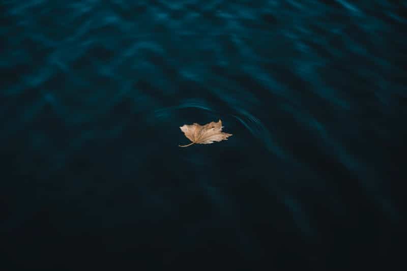 feuille dans l'eau d'un lac